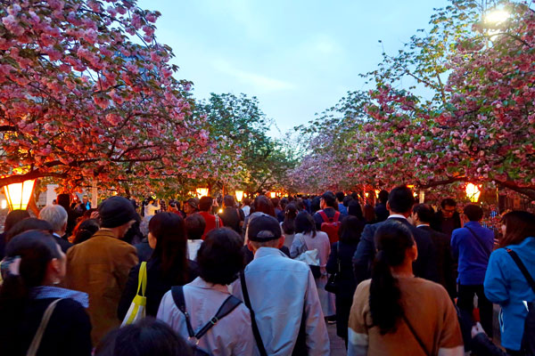 Cherry Blossom Viewing at the Mint Bureau in Osaka